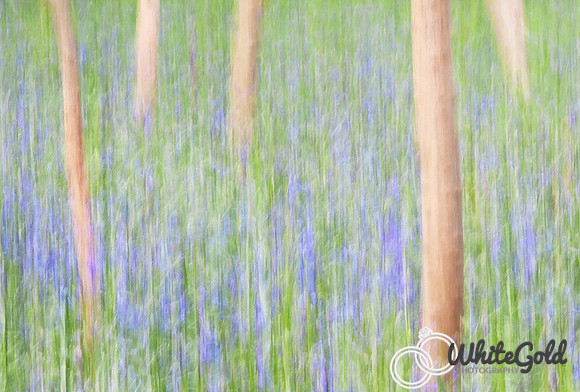 Spring I
