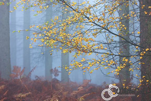 Autumn II