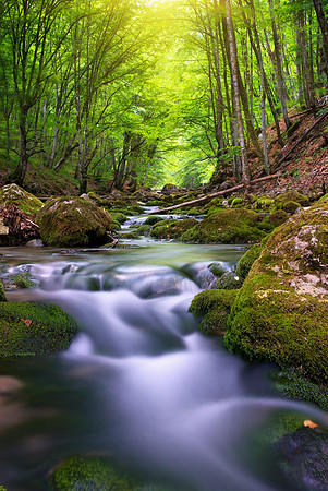 River in mountain forest.