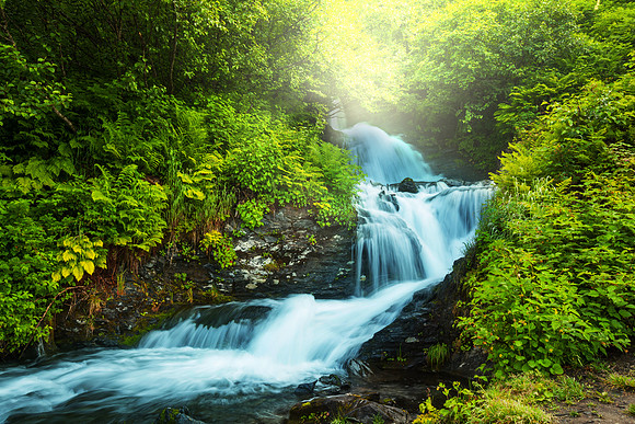 Creek in forest