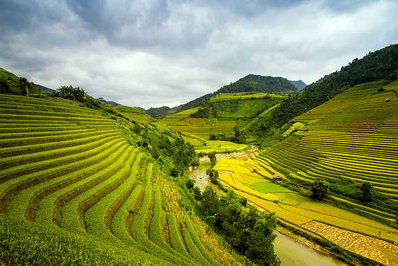 Rice Terraces