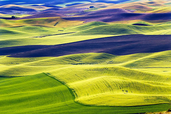 Green Fields Black Land Patterns Palouse Washington
