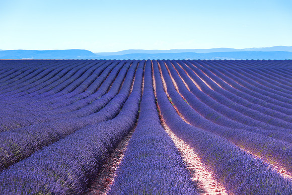 Lavender flower blooming fields endless rows. Valensole provence